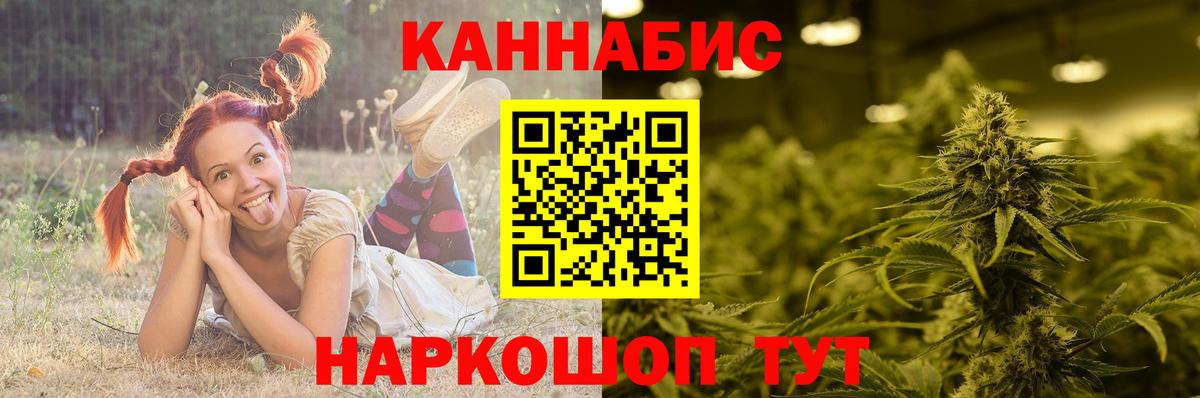 Марихуана сатива Ессентуки